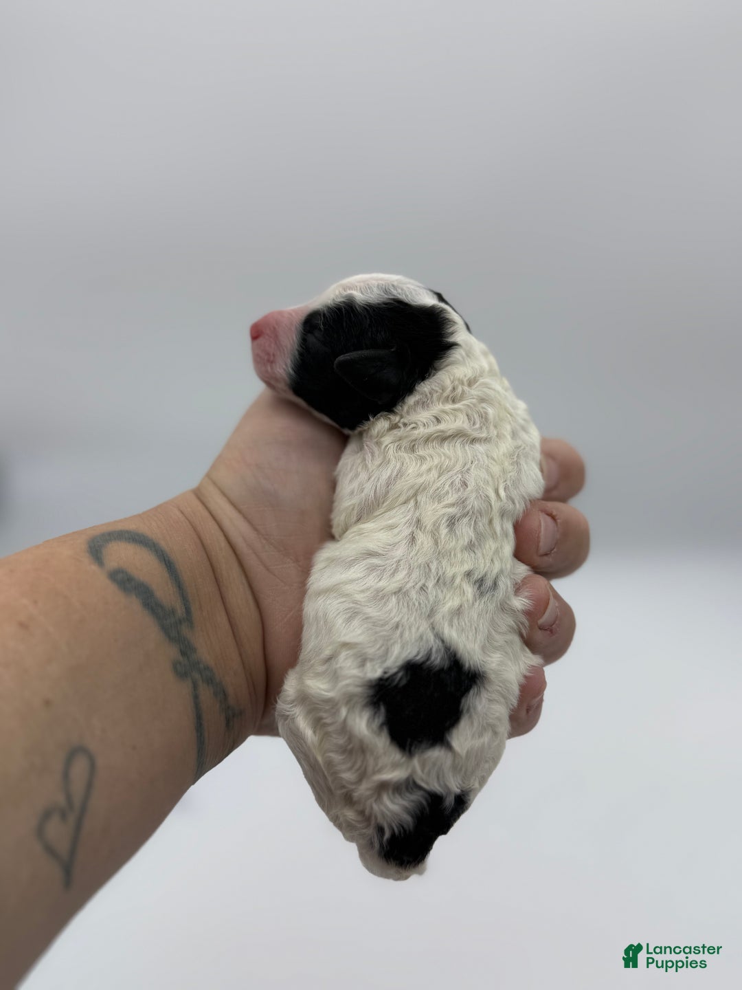 Miniature Poodle dogs for sale: Stuffing - Ad 3