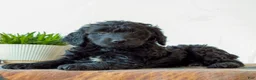 Mini Goldendoodle dogs for sale: Brooks  - Ad 3