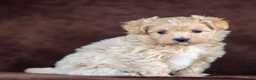 Maltipoo dogs for sale: Sophie Maltipoo Puppy  - Ad 3