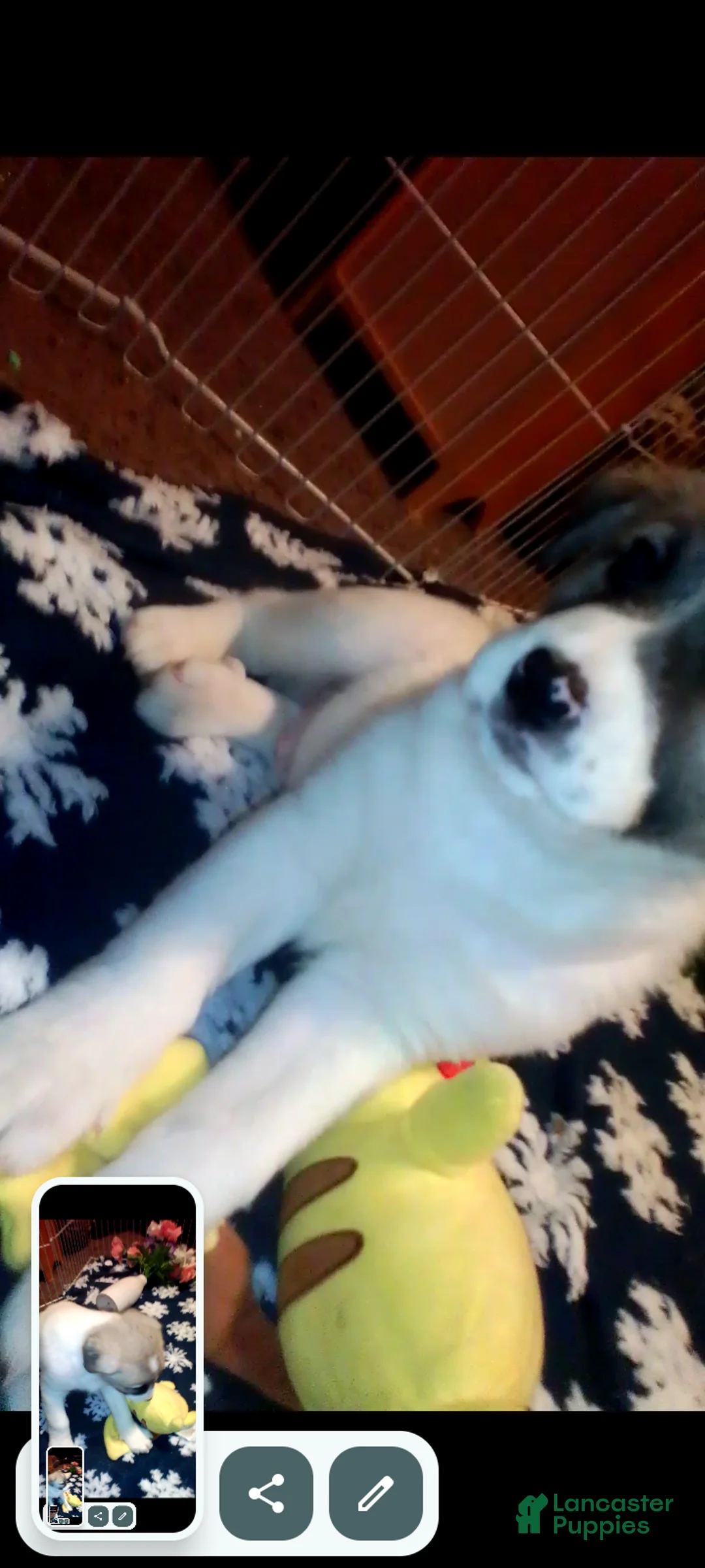 Mixed Breed dogs for sale: BABY JOJO  - Ad 3