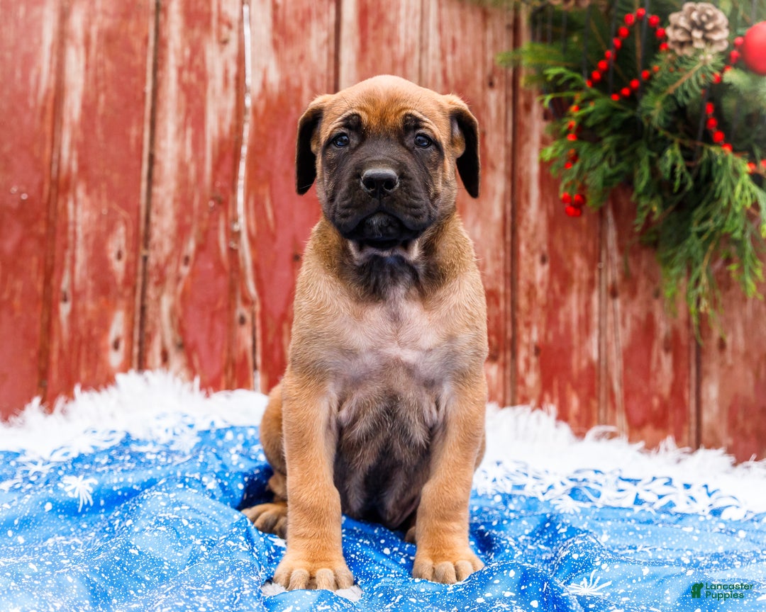 English Mastiff dogs for sale: Chloe - Ad 10