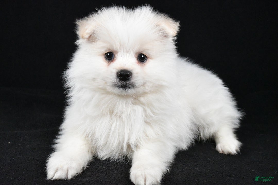 Pomeranian dogs for sale: Teddy - Ad 1