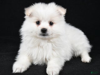 Pomeranian dogs Teddy - Ad 15