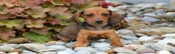 Miniature Dachshund dogs for sale: Sweet Pea 🎀 - Ad 6