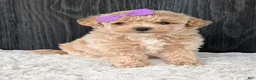 Bichpoo dogs for sale: Poppy - Ad 23