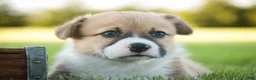 Welsh Corgi Pembroke dogs for sale: Ripley - Ad 6