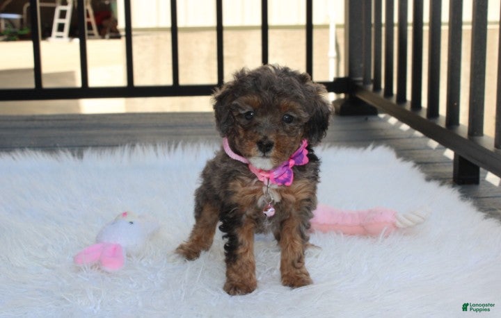 Miniature Poodle dogs Aurora  - Ad 1