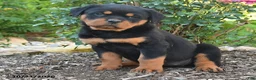 Rottweiler dogs for sale: Sky - Ad 3
