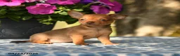 Chihuahua dogs for sale: Polly - Ad 4