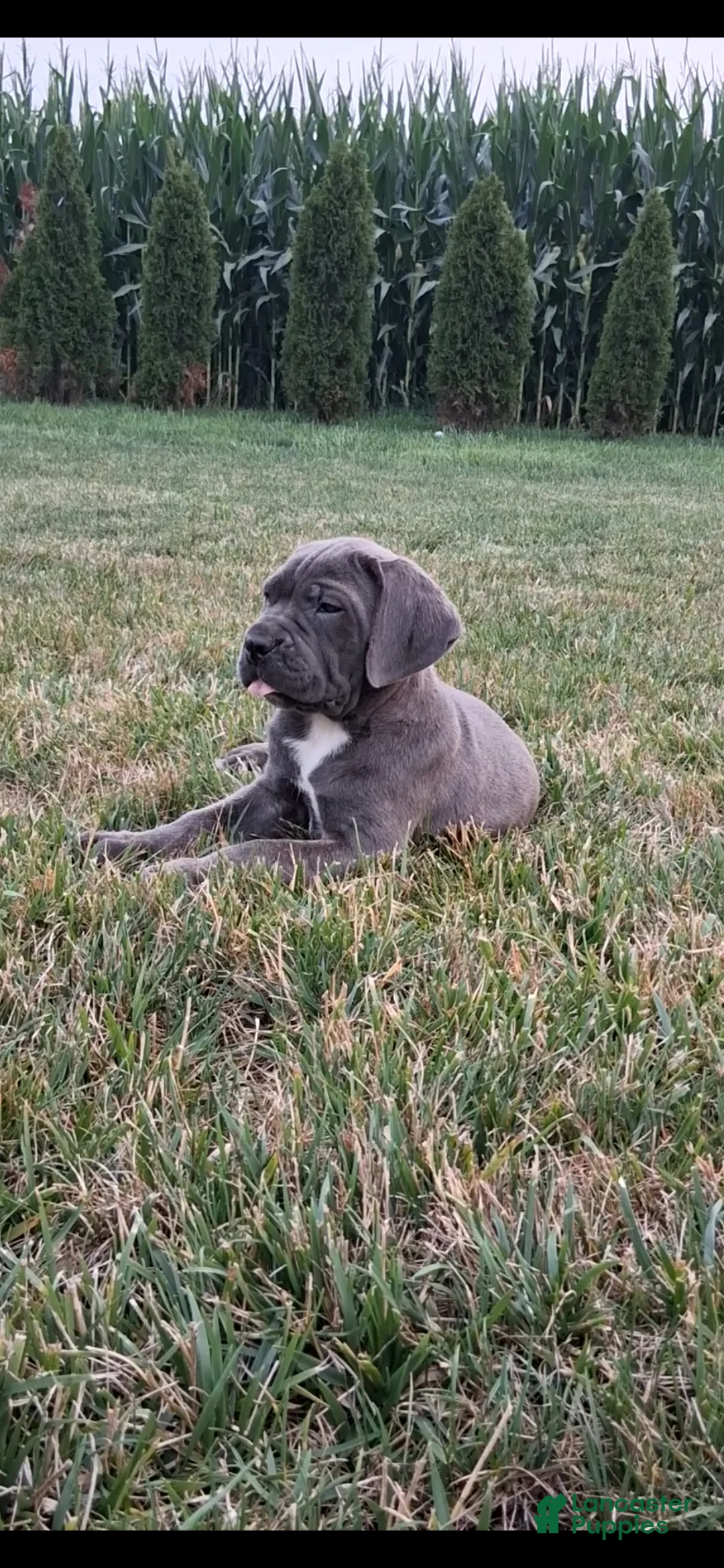 Cane Corso dogs for sale: Charlie  - Ad 2