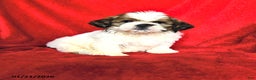 Lhasa Apso dogs for sale: Barney - Ad 1