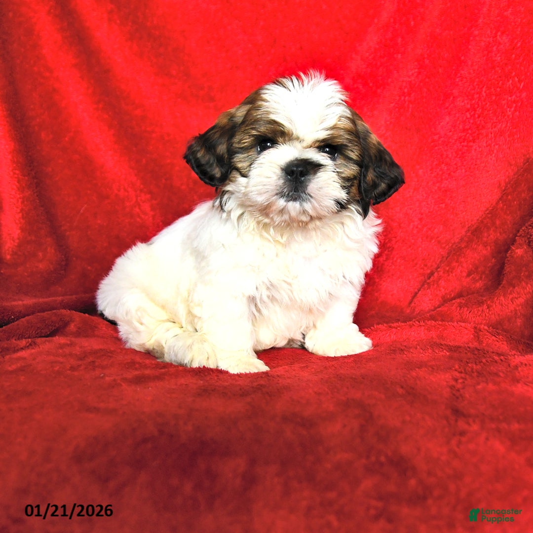 Lhasa Apso dogs for sale: Barney - Ad 1