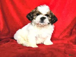 Lhasa Apso dogs Barney - Ad 3