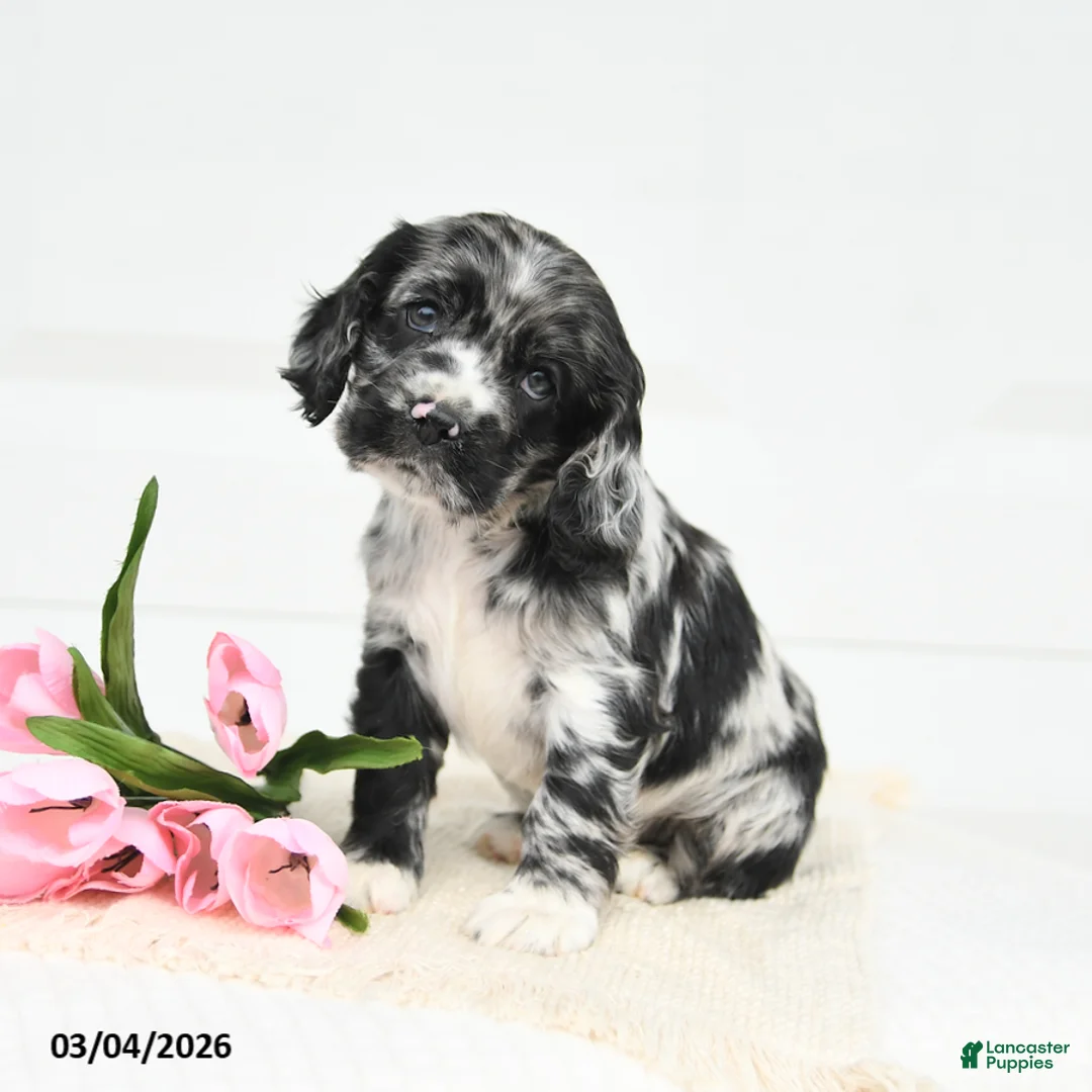 English Cocker Spaniel dogs for sale: Freddie - Ad 1