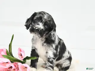 Cocker Spaniel dogs for sale: Freddie - Ad 1