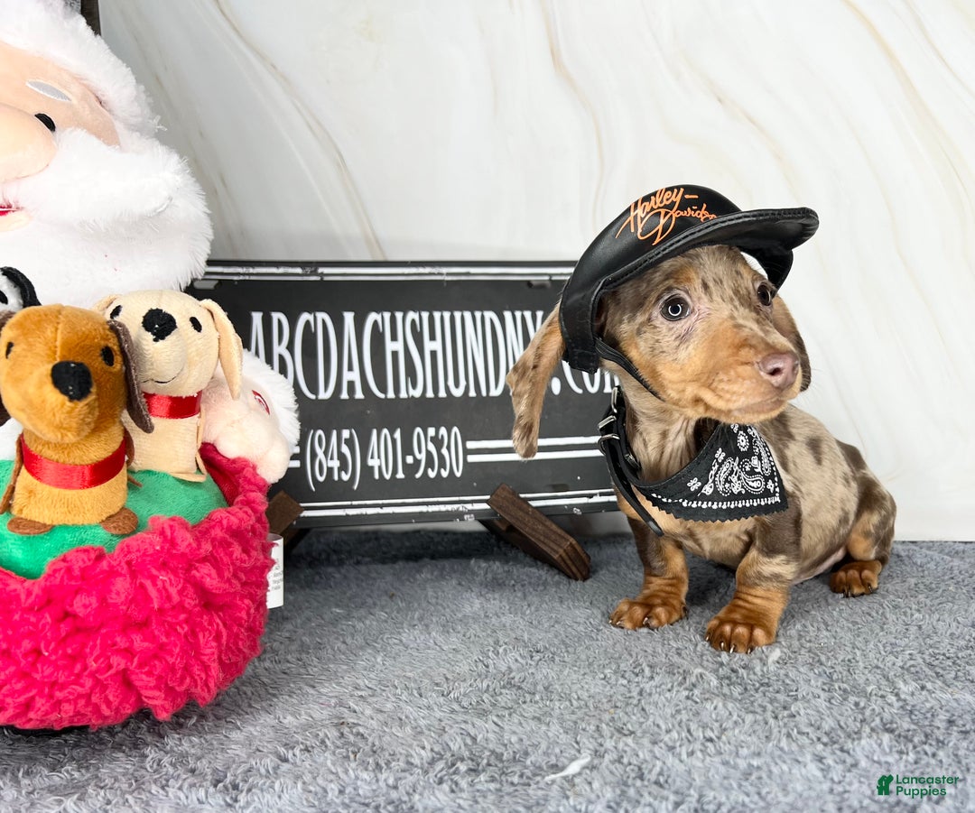 Dachshund dogs for sale: Ch Harriet LH dappleAkc - Ad 34
