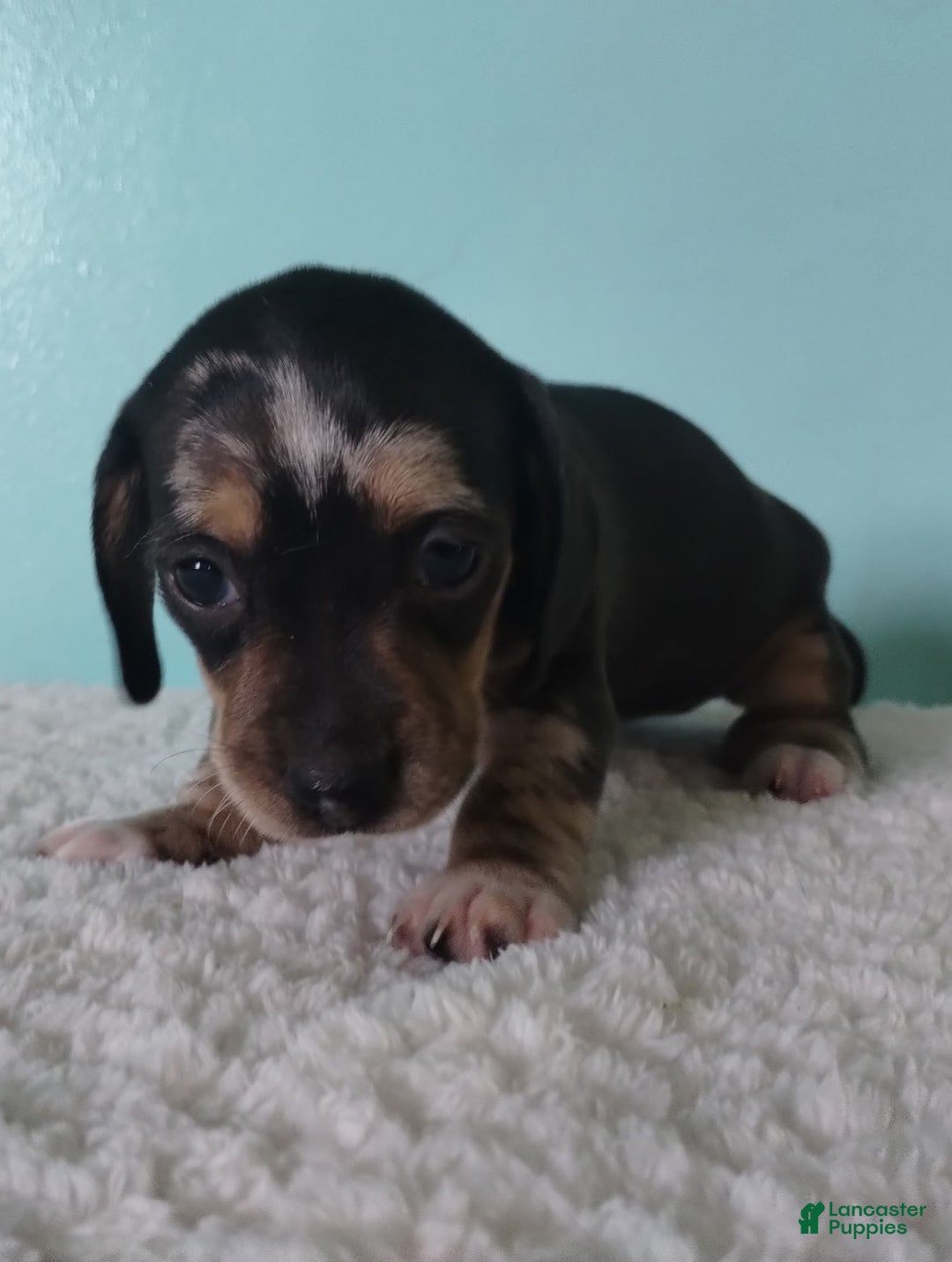 Miniature Dachshund dogs for sale: Flora - Ad 3