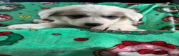 Great Pyrenees dogs for sale: Great Pyrenees - Ad 4
