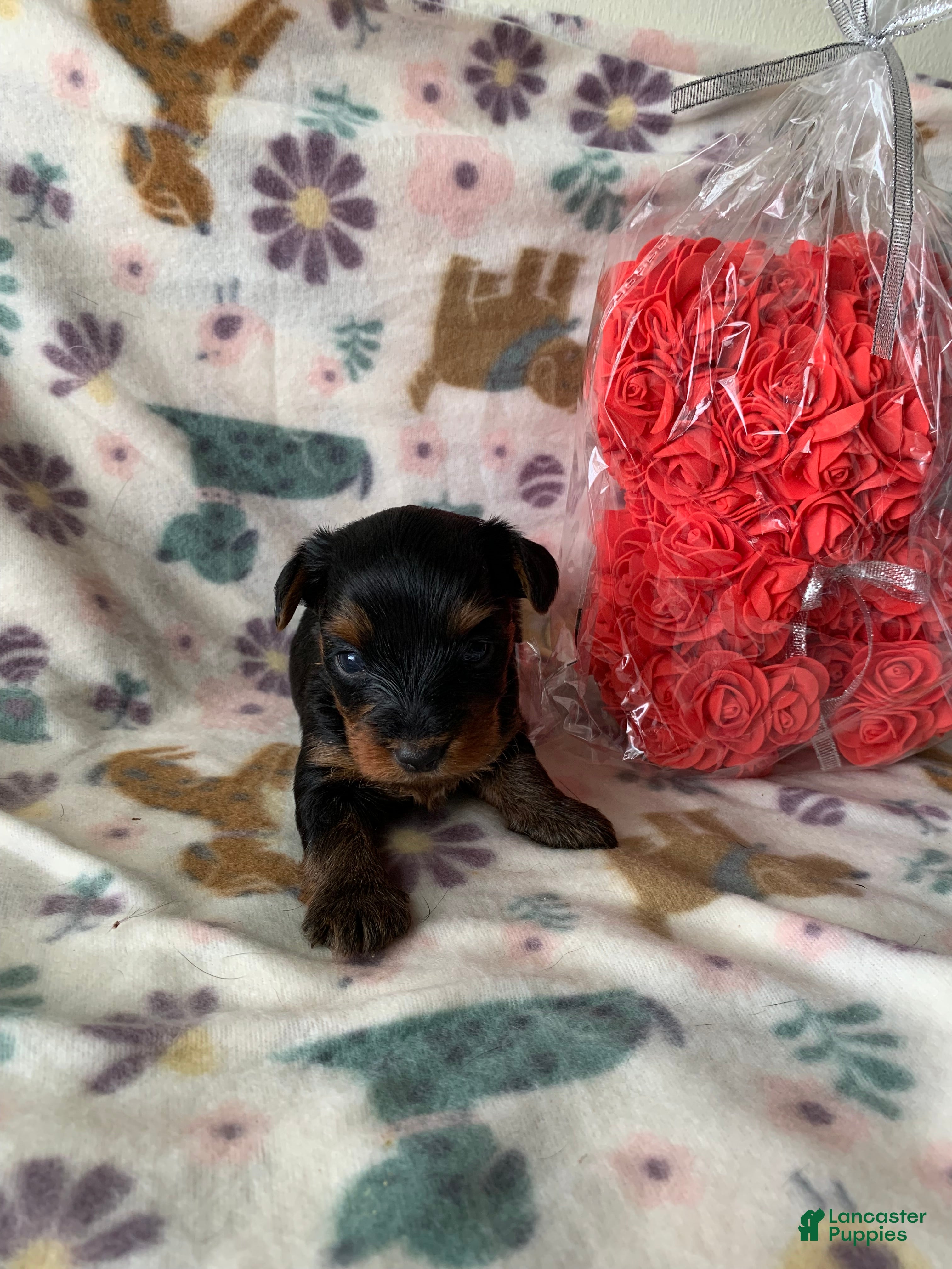 Yorkshire Terrier dogs Zara - Ad 34