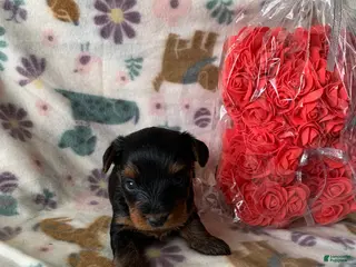 Yorkshire Terrier dogs Zara - Ad 34