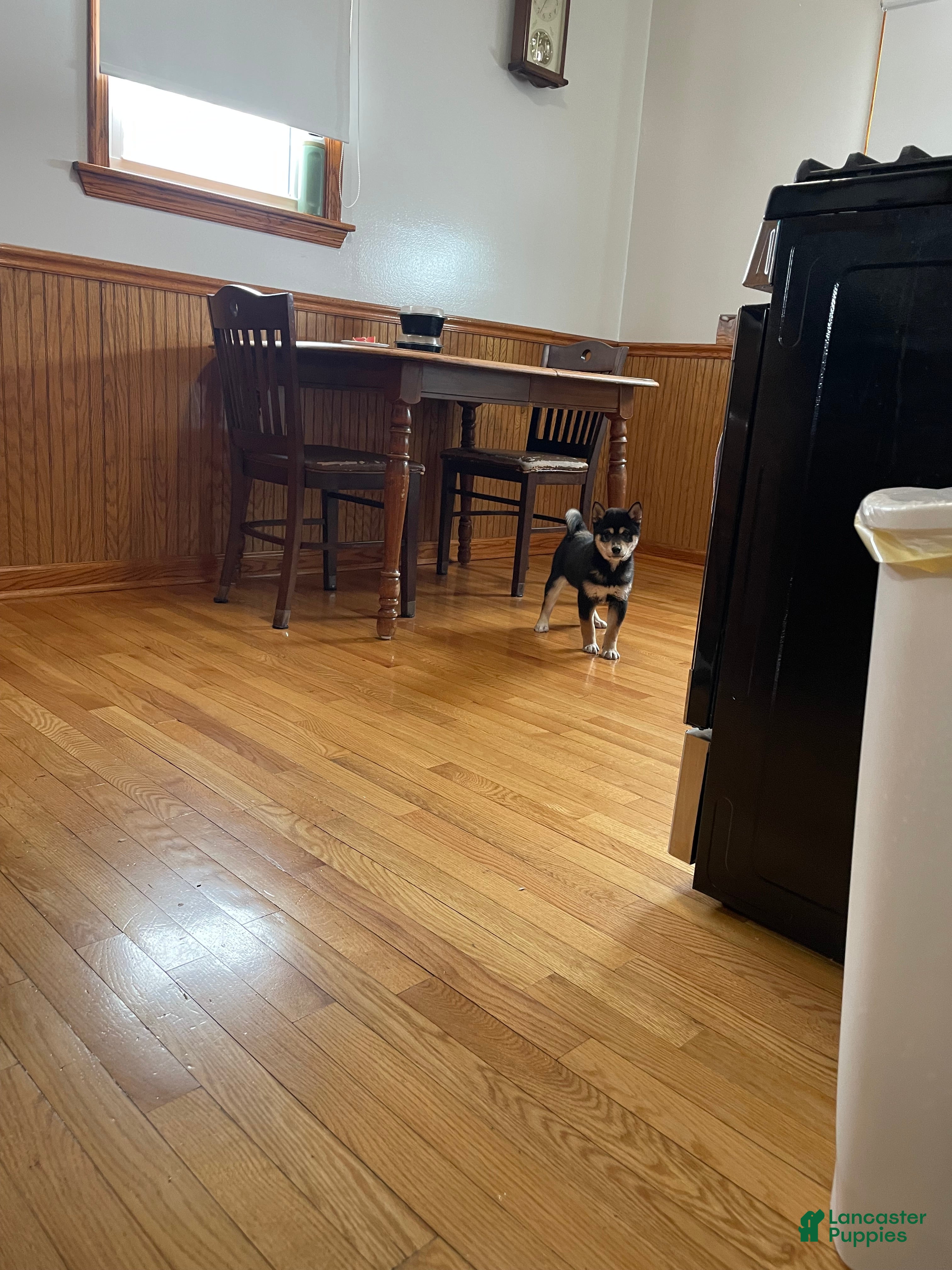 Shiba Inu dogs Shiba Inu Puppy 1 - Ad 19