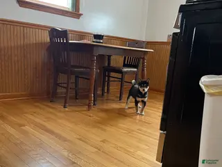 Shiba Inu dogs Shiba Inu Puppy 1 - Ad 19