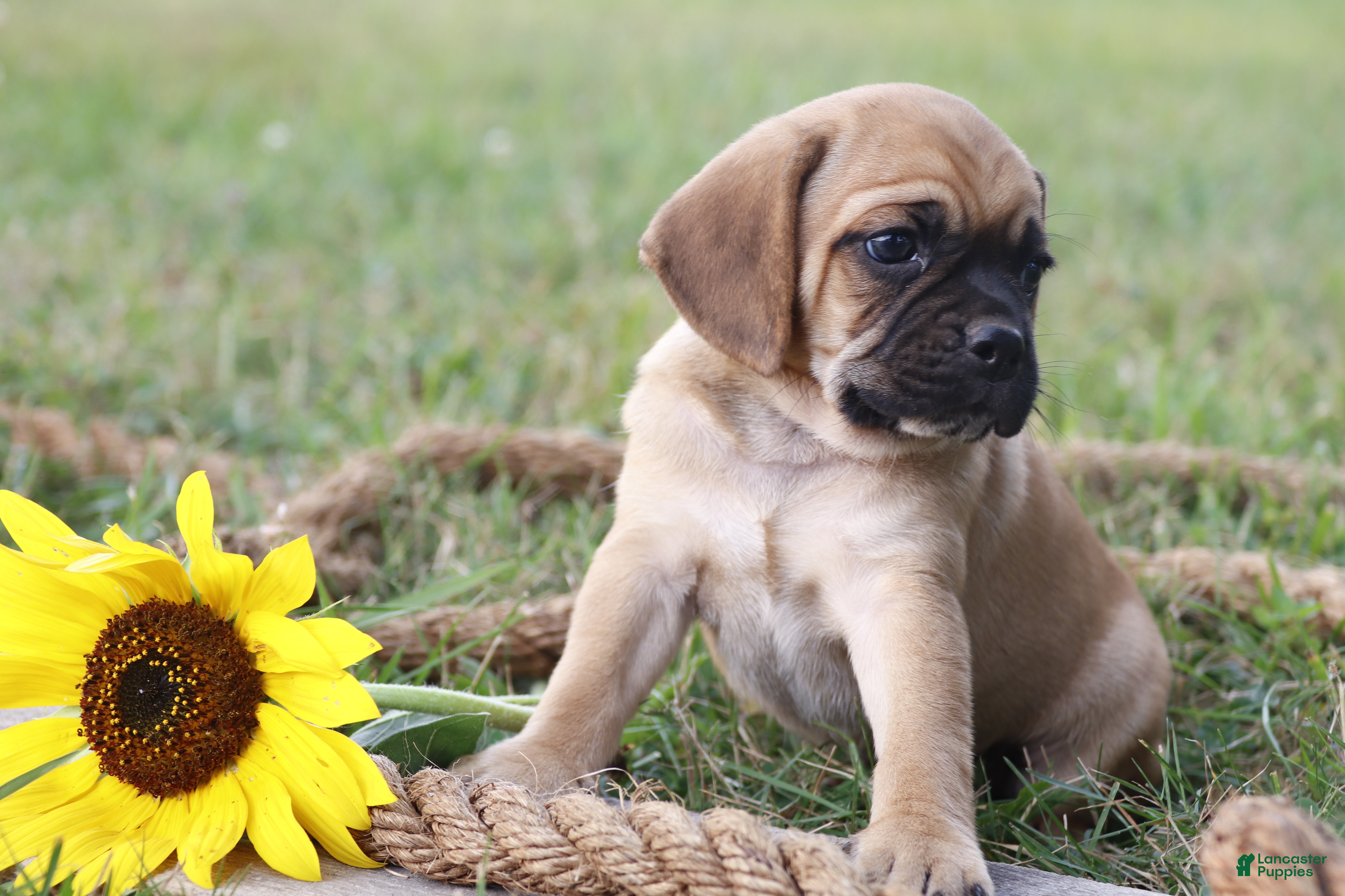 Puggle dogs Aksel - Ad 29