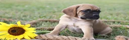 Puggle dogs for sale: Aksel - Ad 1