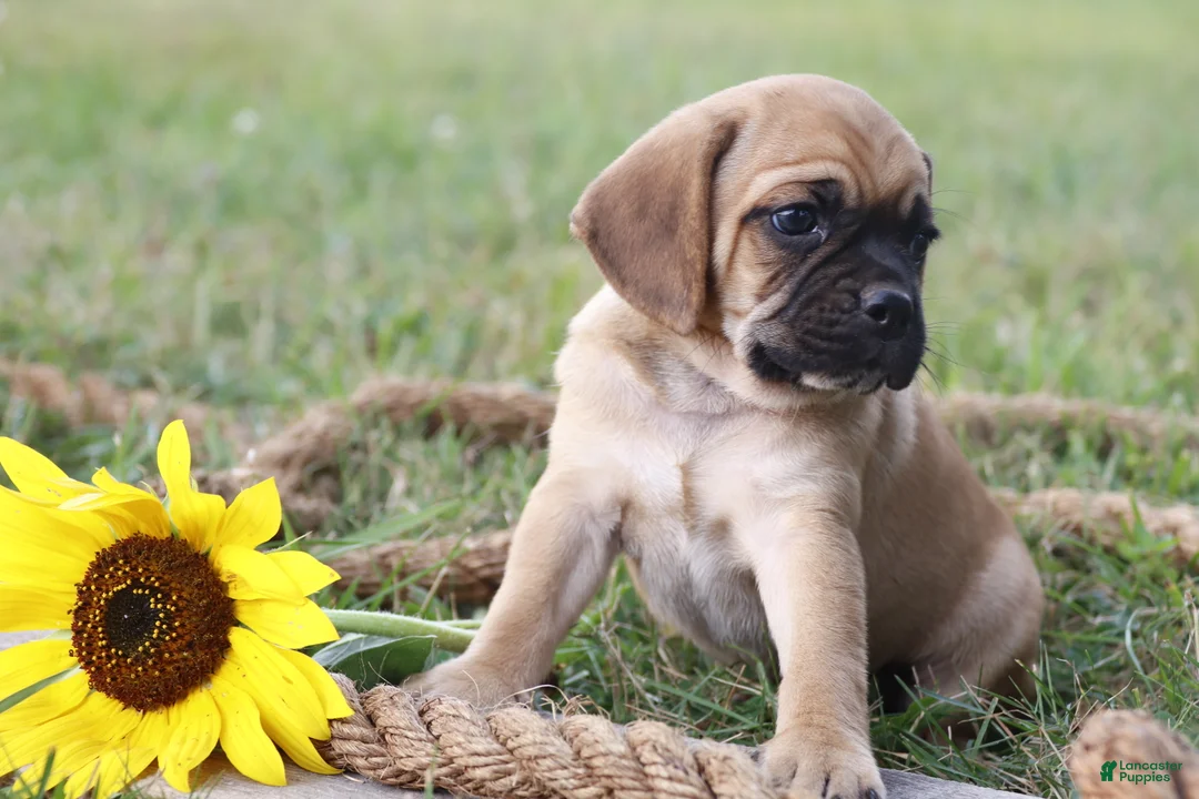Puggle dogs for sale: Aksel - Ad 1