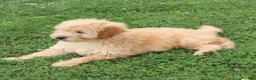 Mini Goldendoodle dogs for sale: Fritzy - Ad 3