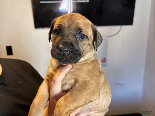 Mixed Breed dogs Mixed Breed Puppy 7 - Ad 20