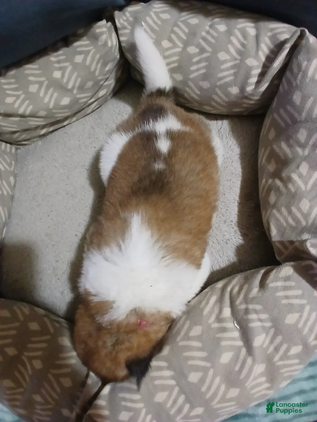 Akita dogs for sale: Cypress - Ad 2