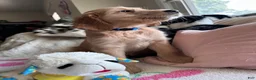 Mixed Breed dogs for sale: Wooli - Ad 3