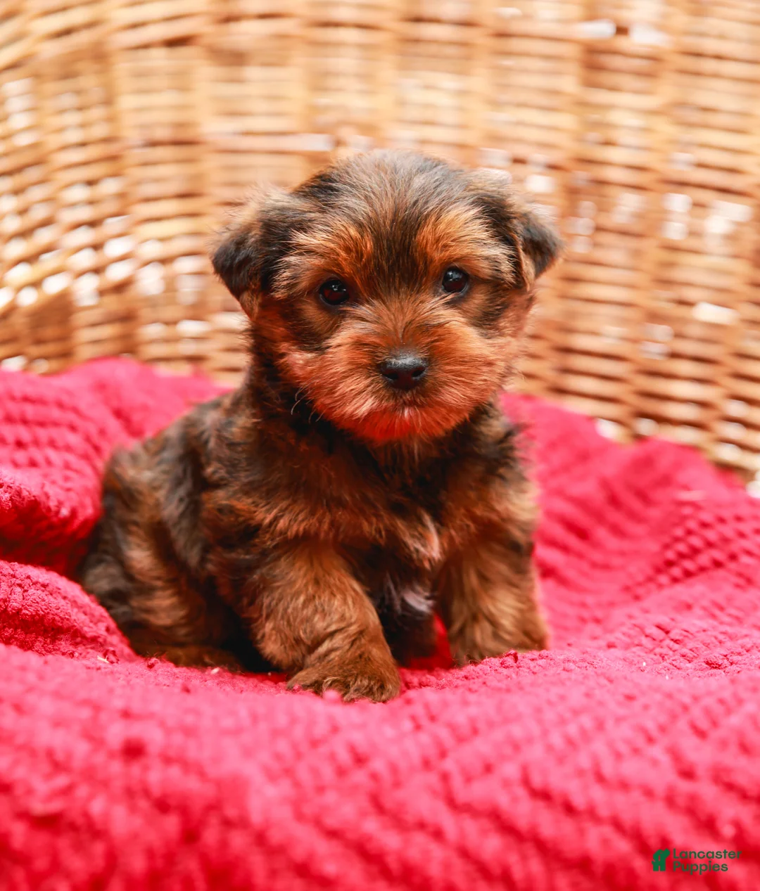 Yorkshire Terrier dogs for sale: Teddy (Small) - Ad 5