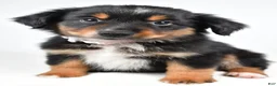 Miniature Australian Shepherd dogs for sale: Macy  - Ad 1