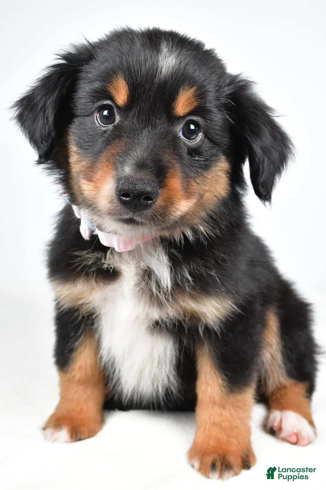 Miniature Australian Shepherd dogs for sale: Macy  - Ad 1