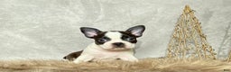 Boston Terrier dogs for sale: Frost  - Ad 5