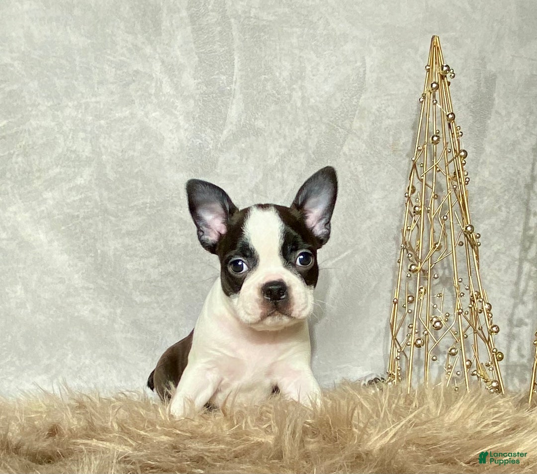 Boston Terrier dogs for sale: Frost  - Ad 5