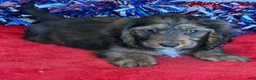 Dachshund dogs for sale: Silky - Ad 1