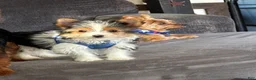Yorkshire Terrier dogs for sale: Yorkshire Terrier 1 - Ad 7