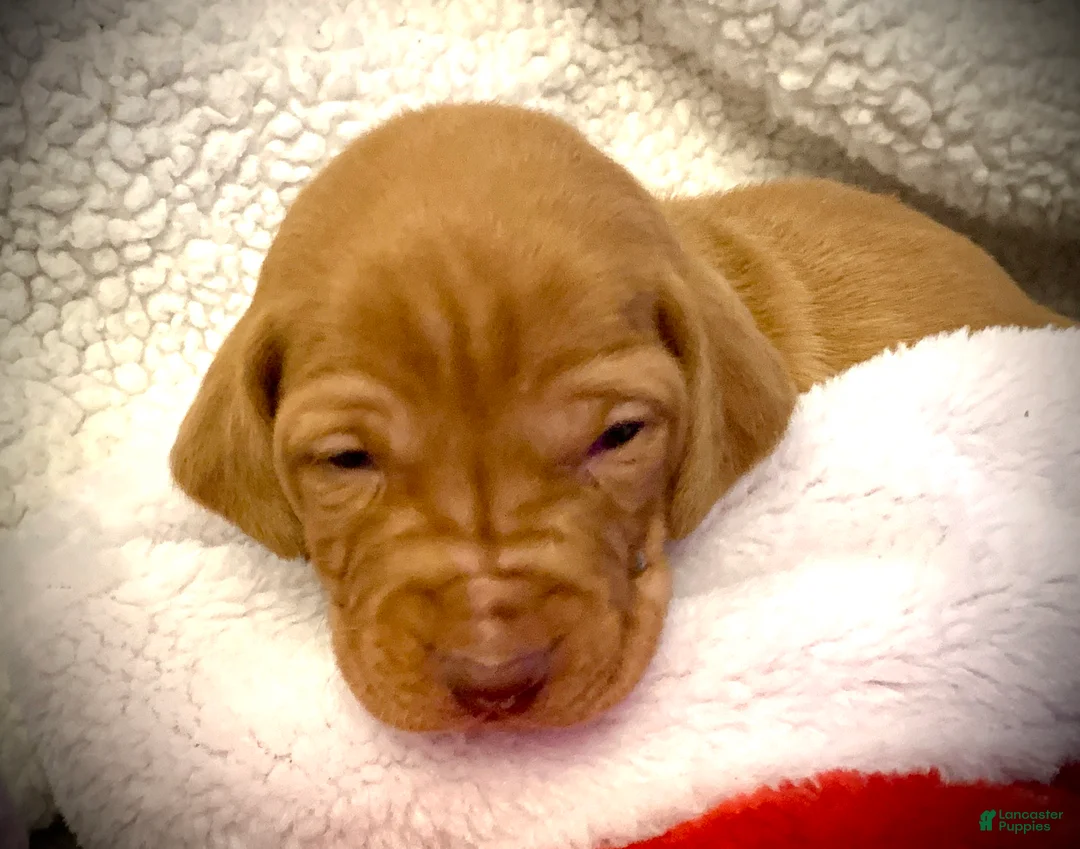 Vizsla dogs for sale: Vizsla Puppy 1 - Ad 17