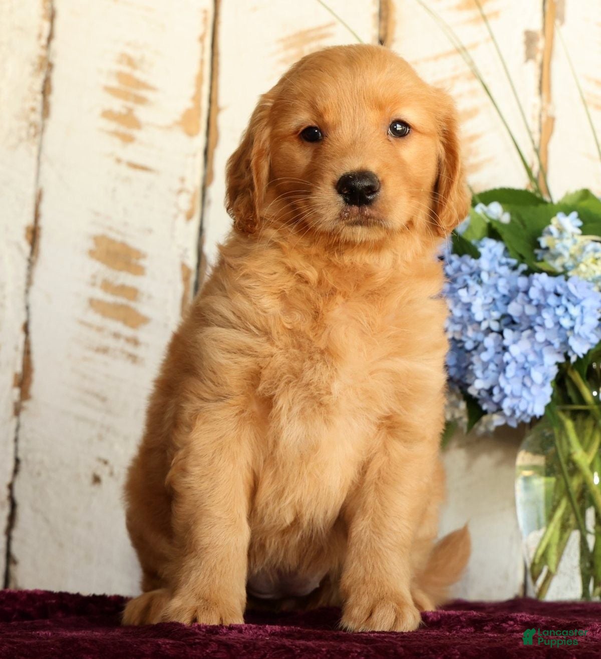 Golden Retriever dogs Sadie  - Ad 1