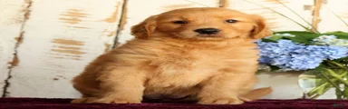 Sadie 