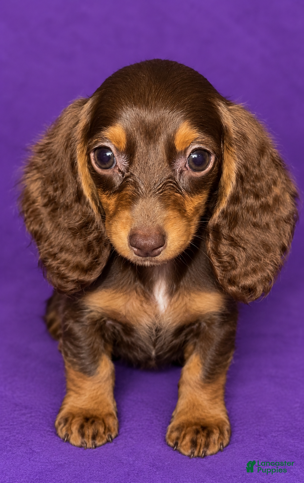Miniature Dachshund dogs Miniature Dachshund 1 - Ad 8