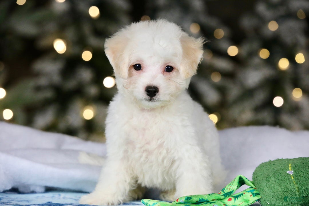 Teddy Bear dogs for sale: Dasher - Ad 18