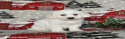 Maltipoo dogs for sale: Blaze - Ad 3