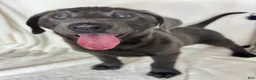 Labrador Retriever dogs for sale: Bailey - Ad 2