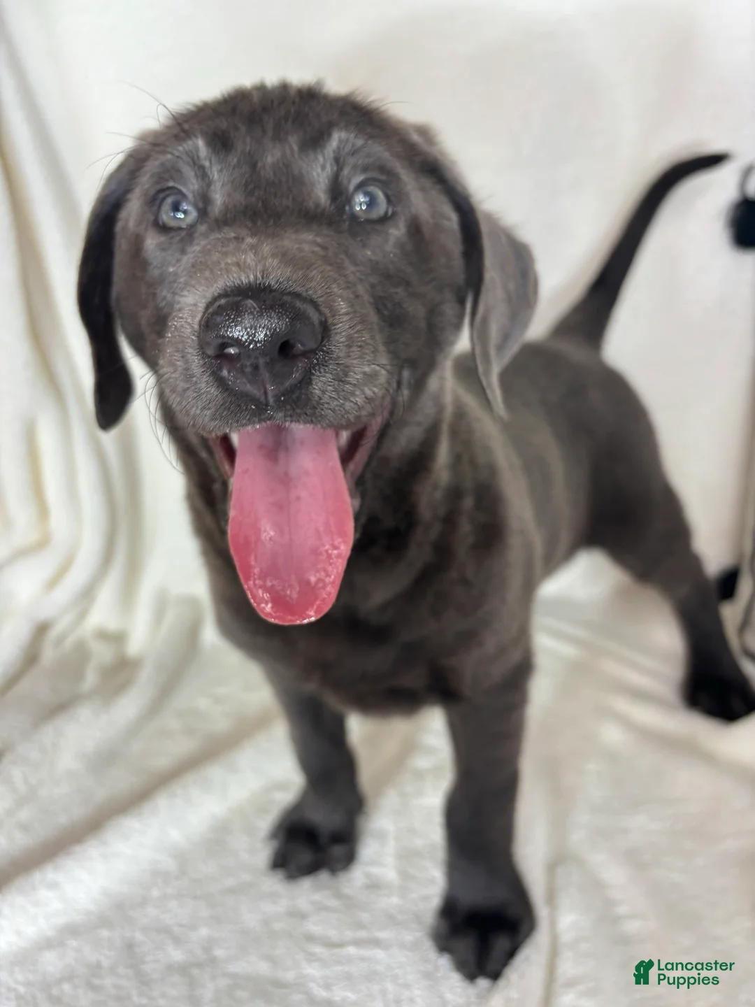 Labrador Retriever dogs for sale: Bailey - Ad 2