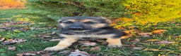 German Shepherd dogs for sale: America - Ad 5