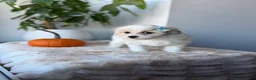 Maltipoo dogs for sale: Sunshine - Ad 6